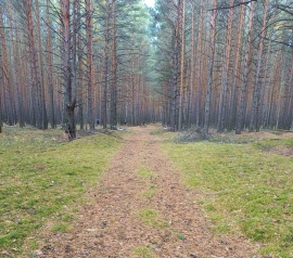 Прирезка лесных участков Кадастровые работы в Красноярске